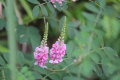 野の花