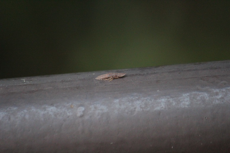 コミミズクの幼虫