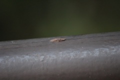 コミミズクの幼虫