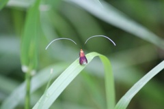 クロハネシロヒゲナガ