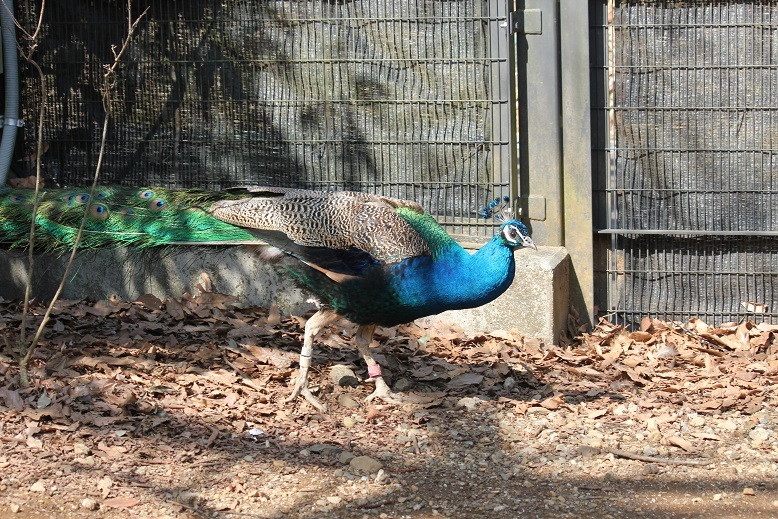 クジャク　多摩動物園