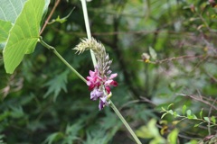 葛の花