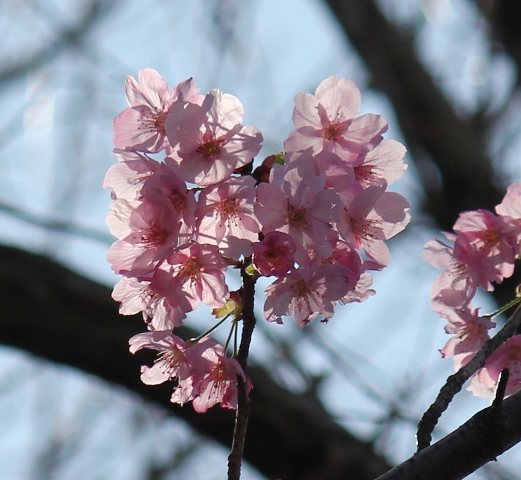 桜