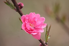 花桃