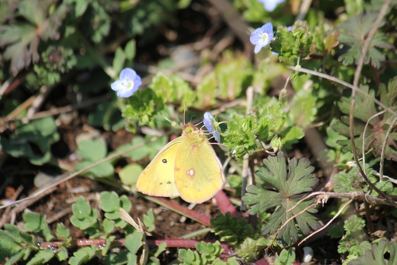 オオイヌノフグリに吸蜜するモンキチョウ
