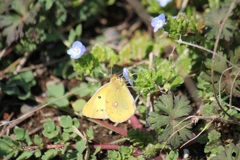 オオイヌノフグリに吸蜜するモンキチョウ