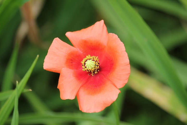 ナガミヒナゲシ