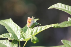 ウラギンシジミのオス