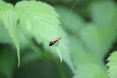 ホソオビヒゲナガ