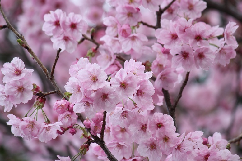 桜
