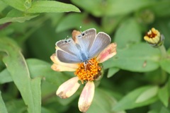 ウラナミシジミ