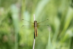 ハラビロトンボ　メス