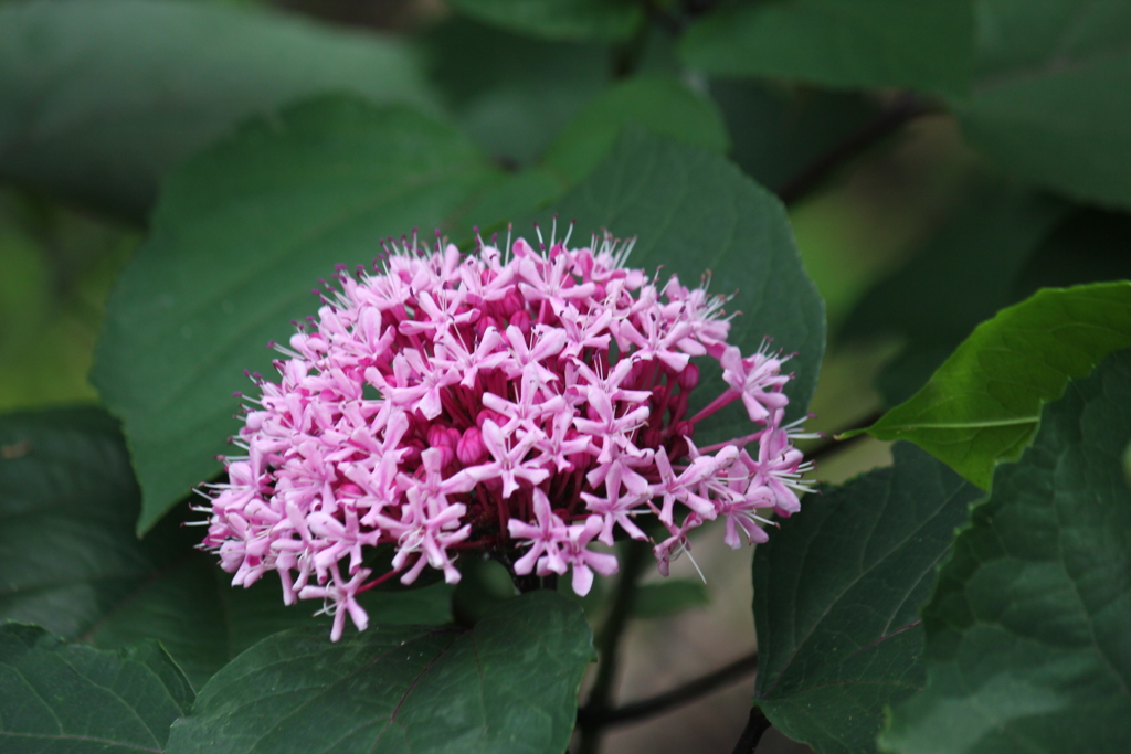 ボタンクサギの花