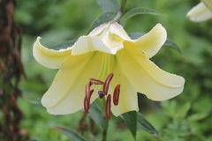 百合