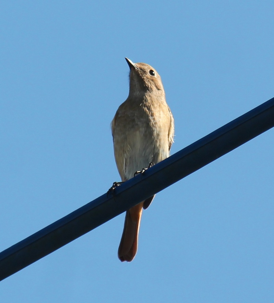 電線ジョビ子ちゃん