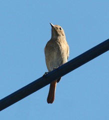 電線ジョビ子ちゃん