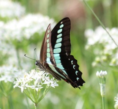 アオスジアゲハ