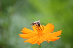蜂