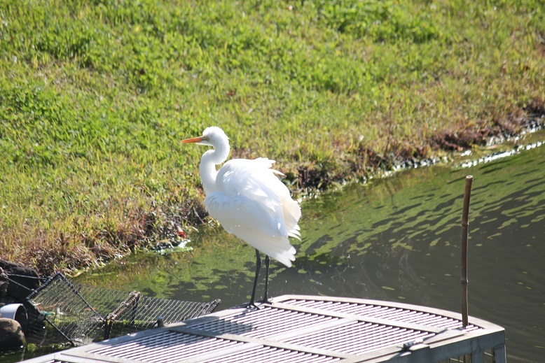 ダイサギ