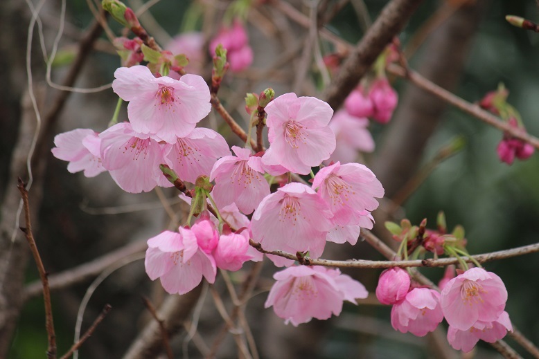 桜
