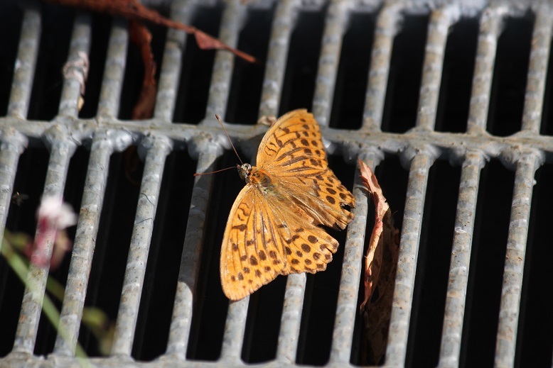 ミドリヒョウモン