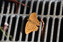 ミドリヒョウモン