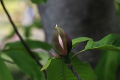 ホオノキの花の蕾