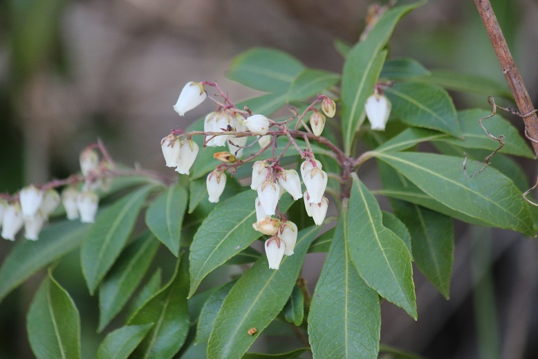 白いアセビ