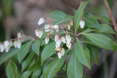 白いアセビ