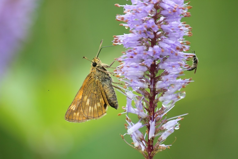 セセリチョウ（訂正　コキマダラセセリ　教えていただきました）
