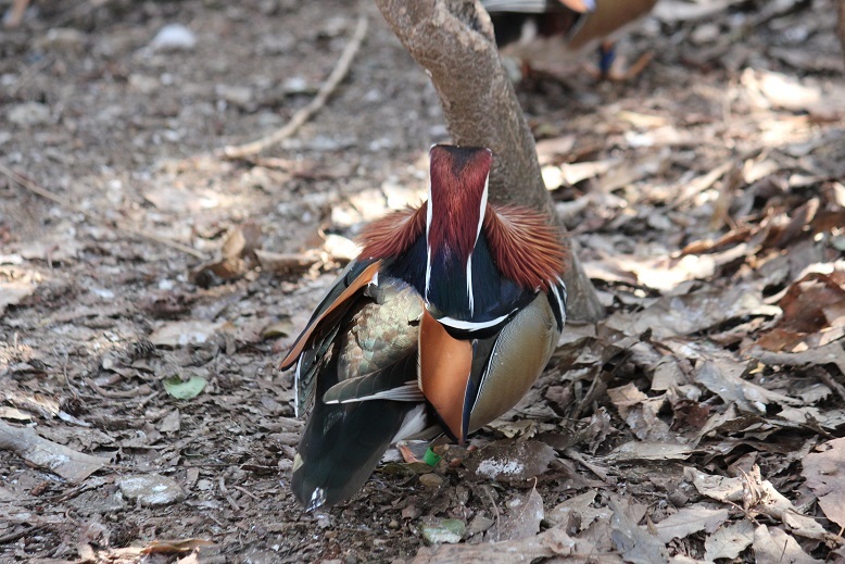オシドリの背中　多摩動物園
