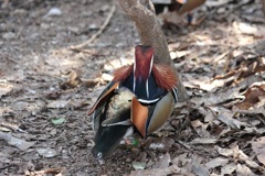 オシドリの背中　多摩動物園