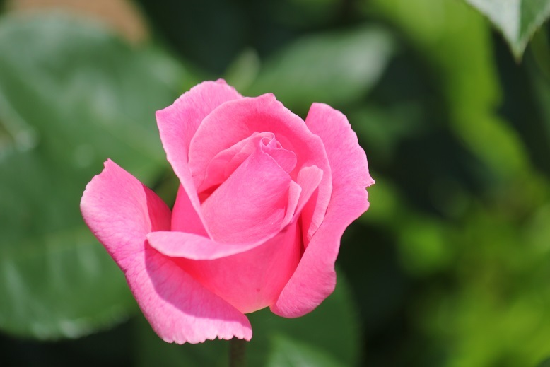 薔薇