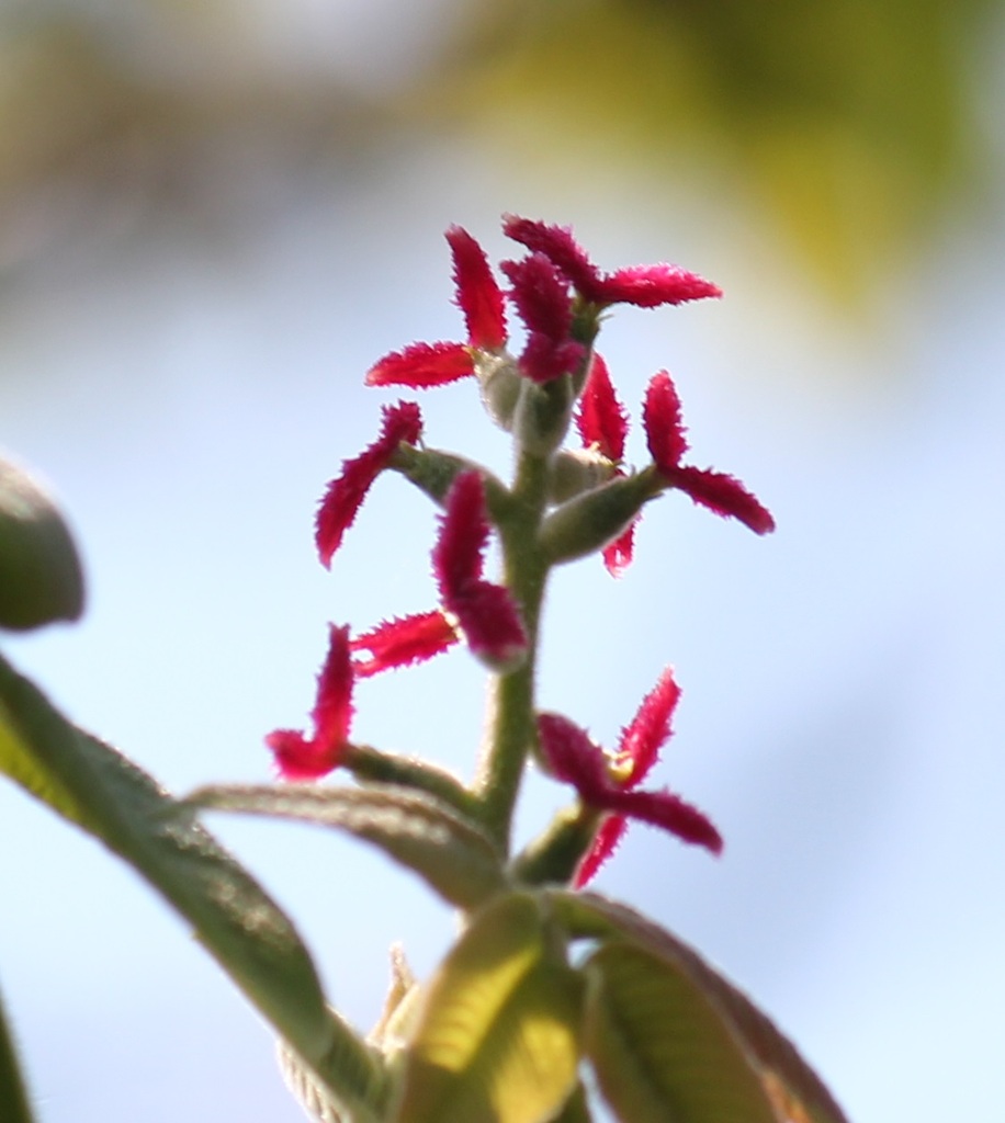 オニグルミの雌花