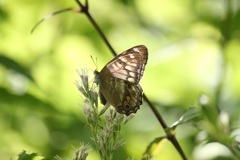 ヒメキマダラヒカゲ