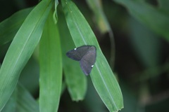 アミガサハゴロモ