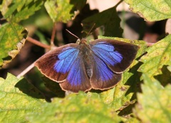 ムラサキシジミ