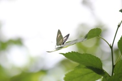 ウラゴマダラシジミ