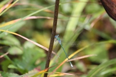 アオイトトンボ