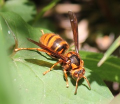 キイロスズメバチの女王蜂