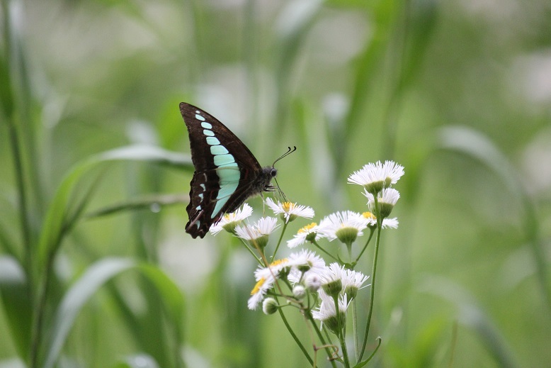 アオスジアゲハ