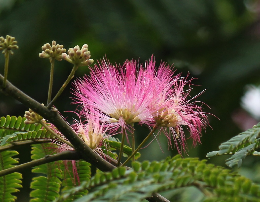 ネムノキの花