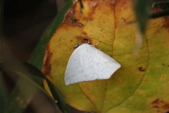 ウラギンシジミ