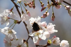 桜と蜂