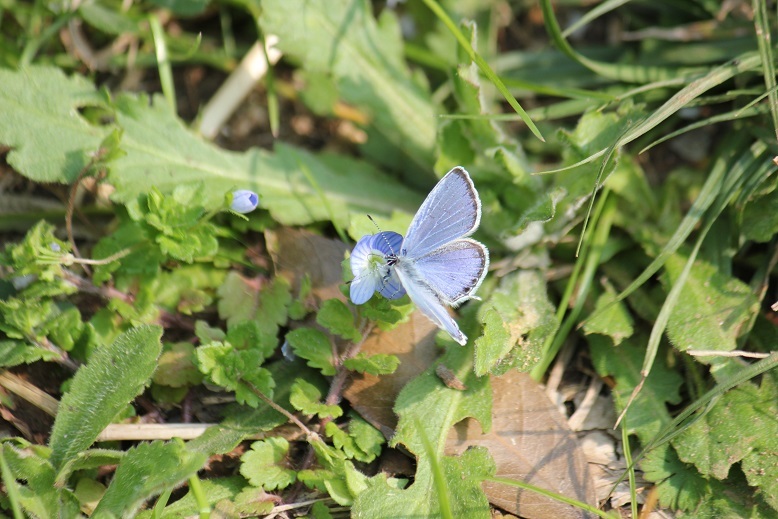ツバメシジミのオス