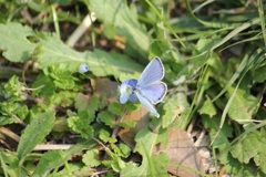 ツバメシジミのオス