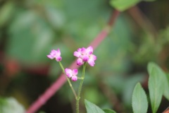 ママコノシリヌグイ（継子の尻拭い）