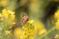 ヒメアカタテハ