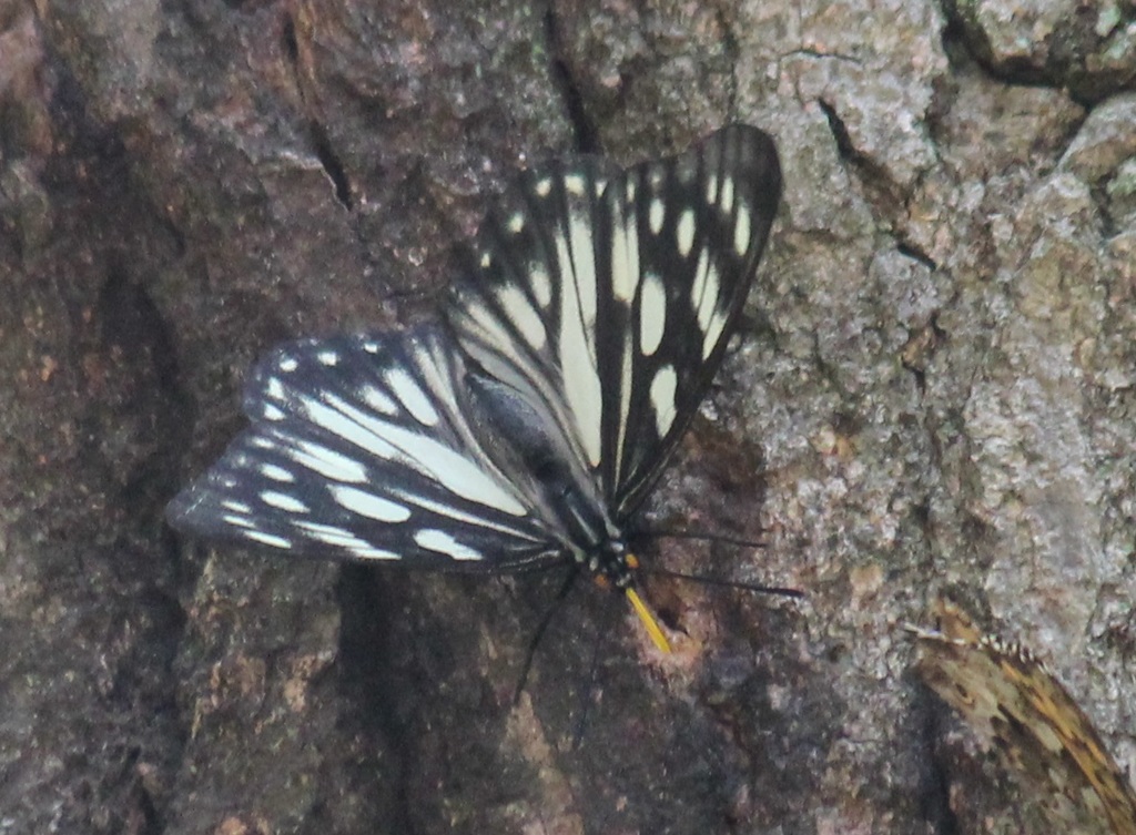 ゴマダラチョウ　春型