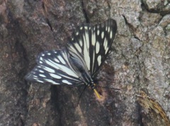 ゴマダラチョウ　春型